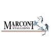 Marconi Stallions Logo