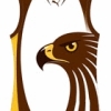 Boroondara Hawks 1 Logo