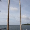 Coconut Climbing